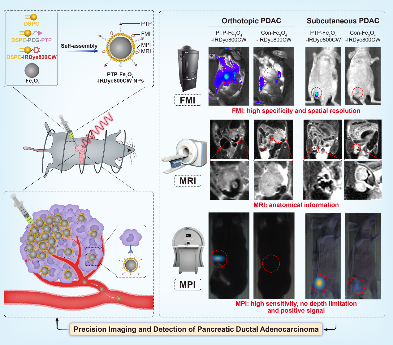 中科院分子影像重点实验室研发新型在体靶向胰腺癌多模态成像新策略
